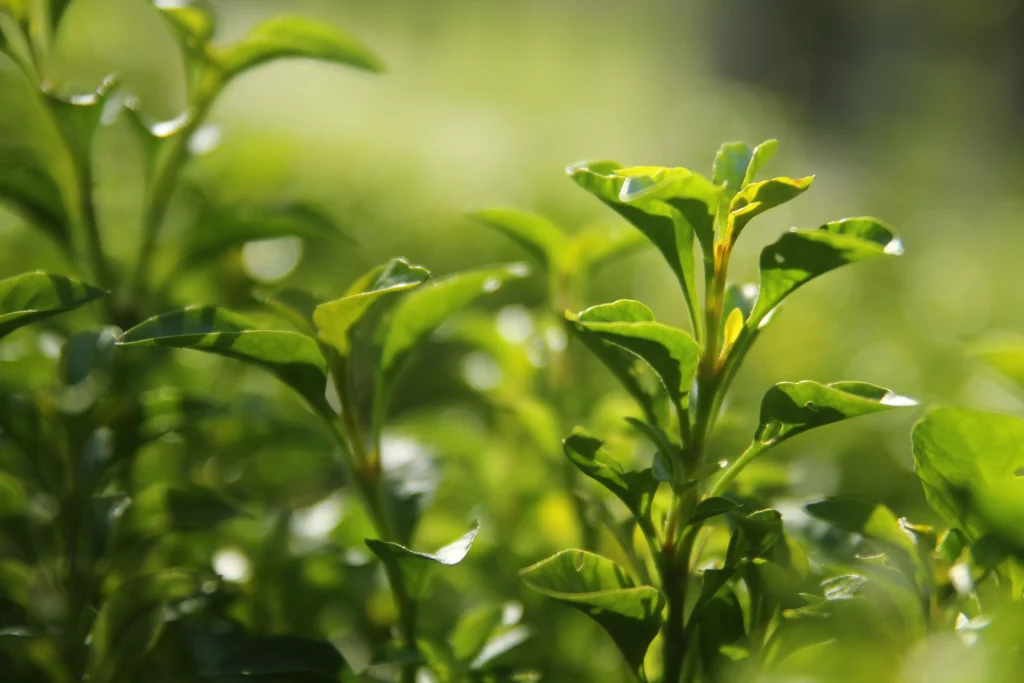 Green tea as plant
