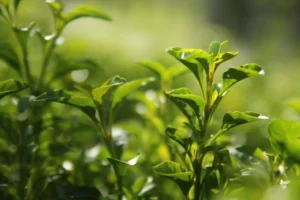 Green tea as a plant in field