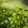 Green tea as a plant in field